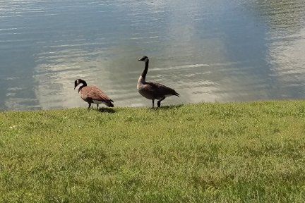 Geese-2-Small.jpg