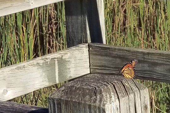 Viceroy-1-Small.jpg