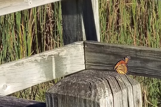 Viceroy-1-Small.jpg