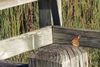 Viceroy-1-Small.jpg