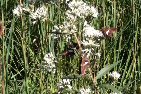 Silver-spotted-Skipper-2-small.jpg