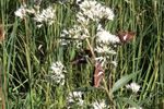 Silver-spotted-Skipper-2-small.jpg