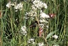 Silver-spotted-Skipper-2-small.jpg