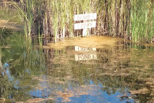 Cedar-Pond-Small.jpg