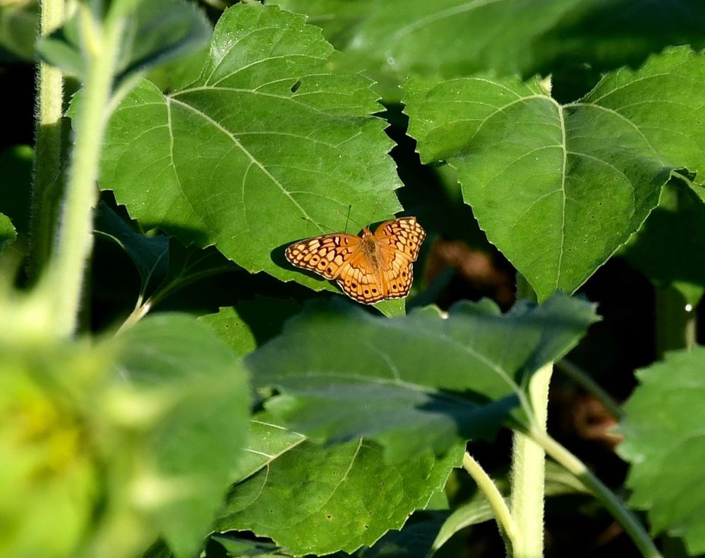DSC_4380.jpg