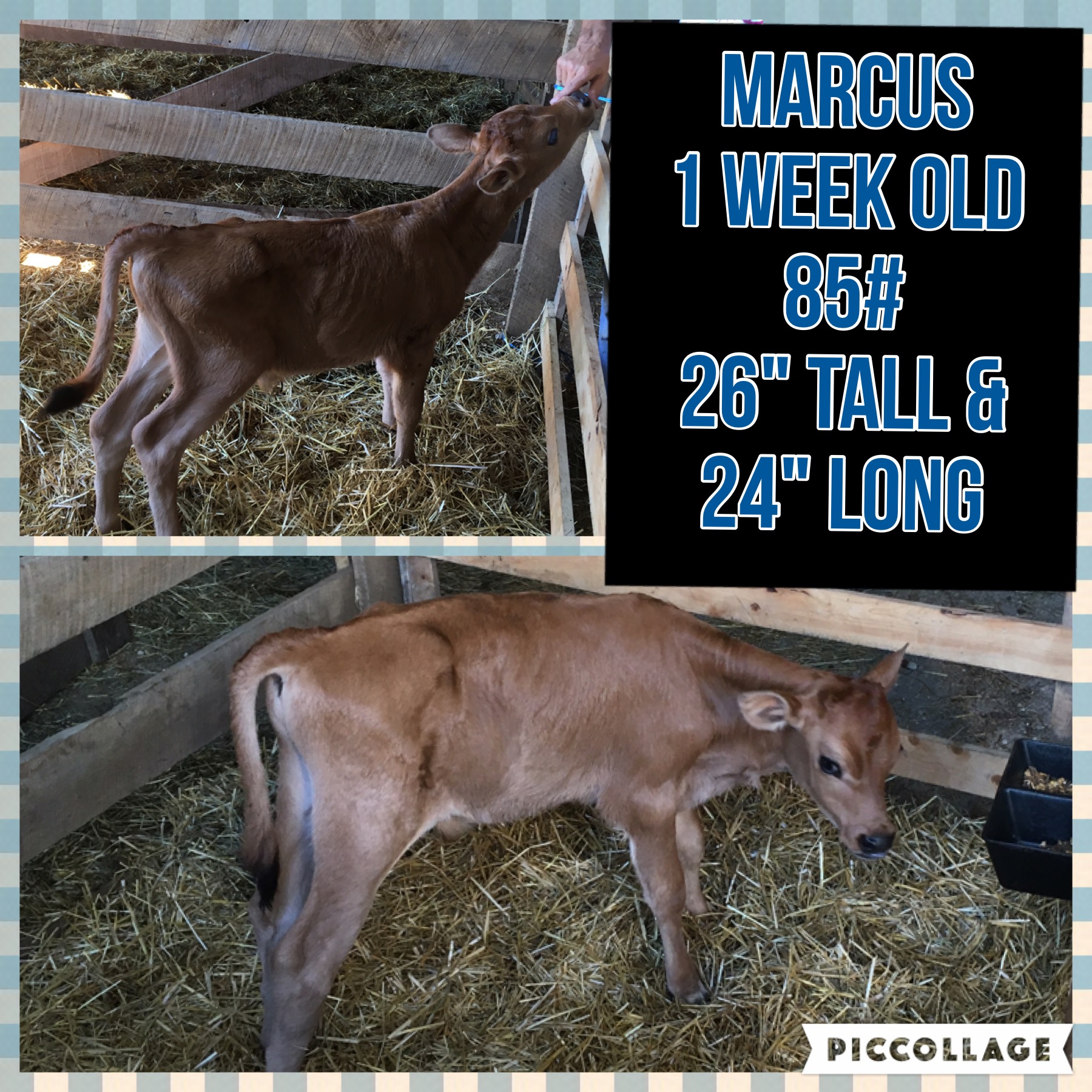 1 week old.jpg