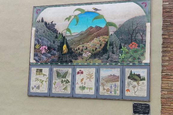 Flora of the Mountain-Small.jpg