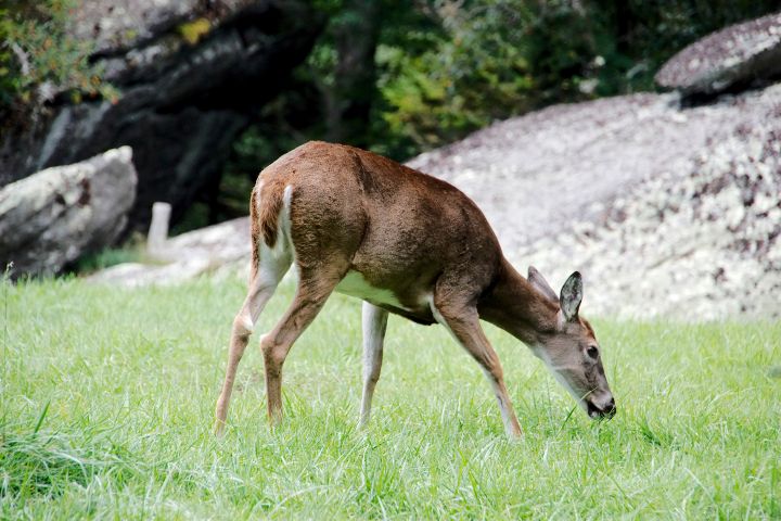 GFMount-6.jpg