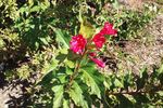 Flower.jpg