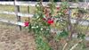 Countryside-4-Flower.jpg