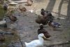 Park Ducks.JPG
