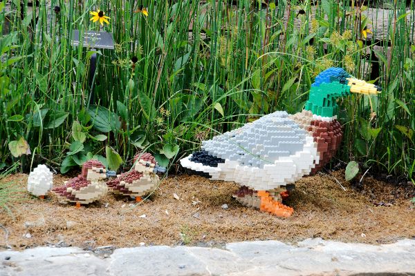 Duck-and-Babies.jpg