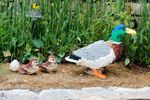 Duck-and-Babies.jpg