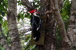 Pileated-Woodpecker.jpg