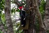 Pileated-Woodpecker.jpg
