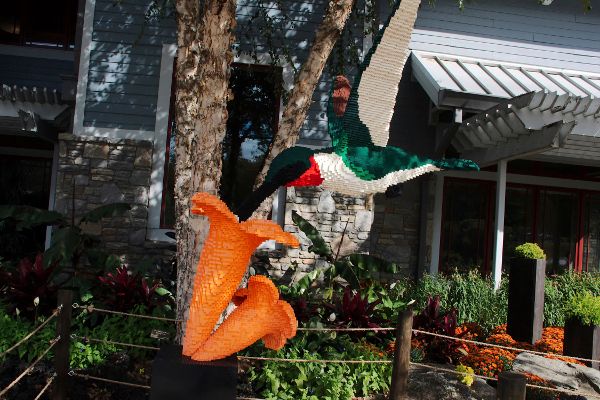 Hummingbird.jpg