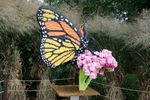 Monarch-and-Milkweed.jpg