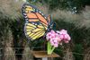 Monarch-and-Milkweed.jpg