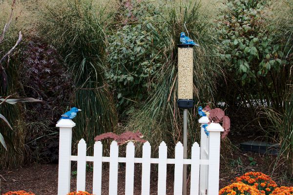 Birds-and-Squirrels.jpg
