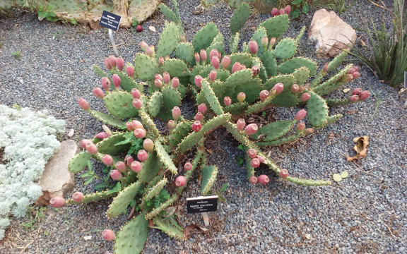 Botanical-Garden-2-small.jpg