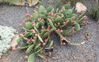 Botanical-Garden-2-small.jpg
