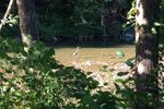 Blue-Heron-Small.jpg
