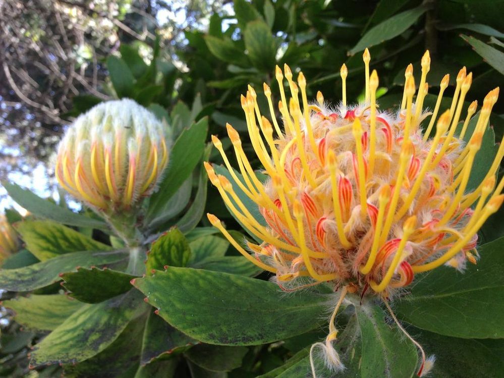 flower-sf.jpg