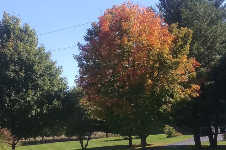 Colored-Tree.jpg