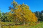 Walnut-Trees-a.jpg