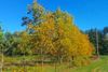 Walnut-Trees-a.jpg