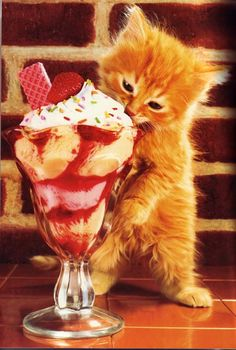 Ice Cream