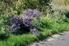 Asters Small.jpg
