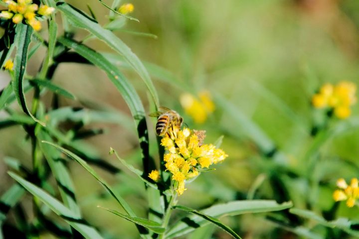 Honeybee Small.jpg