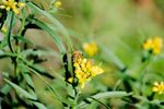 Honeybee Small.jpg