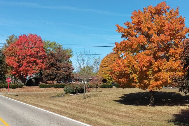 Colored Trees-Small.jpg