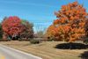 Colored Trees-Small.jpg