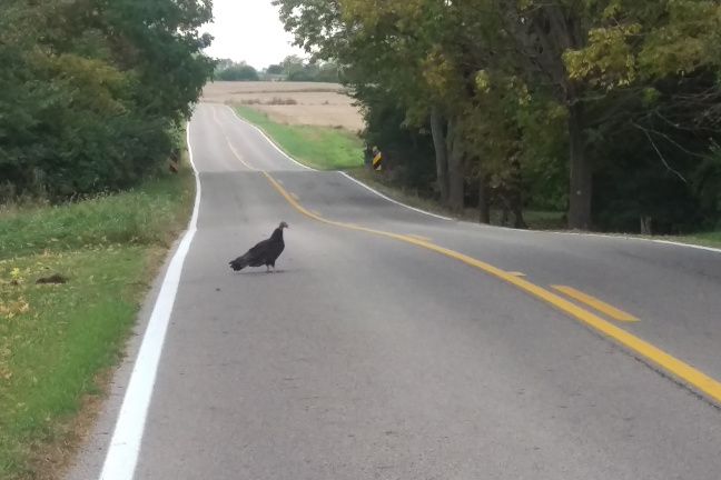 Vulture-Small.jpg