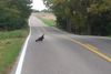 Vulture-Small.jpg