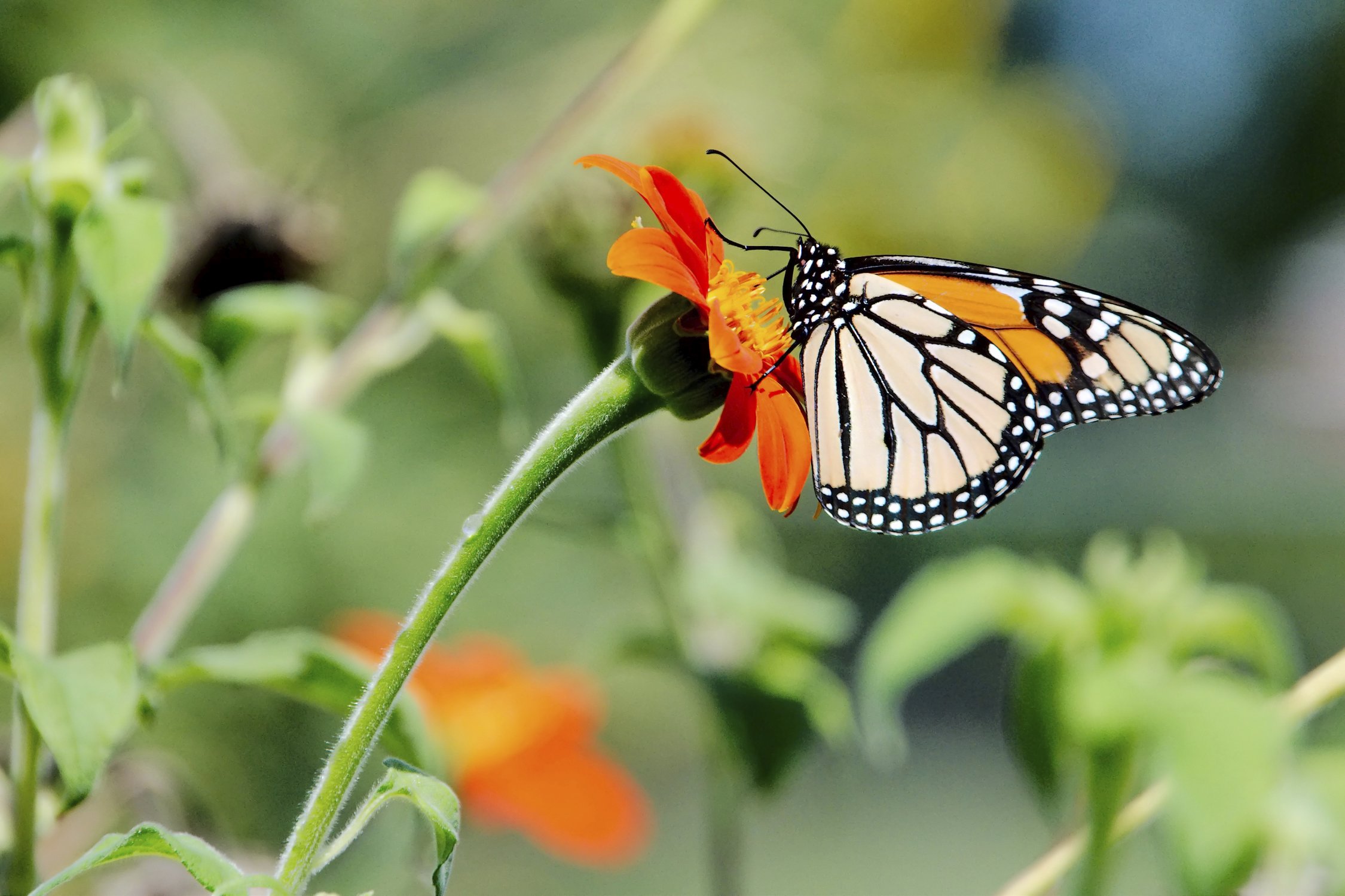 Monarch-on-Tithonia-1.jpg