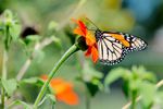 Monarch-on-Tithonia-1.jpg