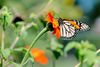 Monarch-on-Tithonia-1.jpg