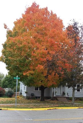 Maple-Tree-1-Small.jpg