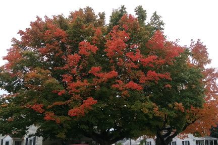 Maple-Tree-2-Small.jpg