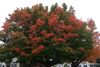 Maple-Tree-2-Small.jpg