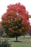 Maple-Tree-3-Small.jpg