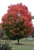 Maple-Tree-3-Small.jpg