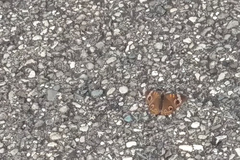 Buckey Butterfly.jpg