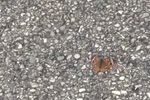 Buckey Butterfly.jpg
