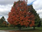 Red-Maple-Small.jpg