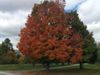 Red-Maple-Small.jpg